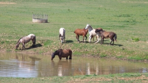 Vivir en manada es muy importante para nuestros caballos.